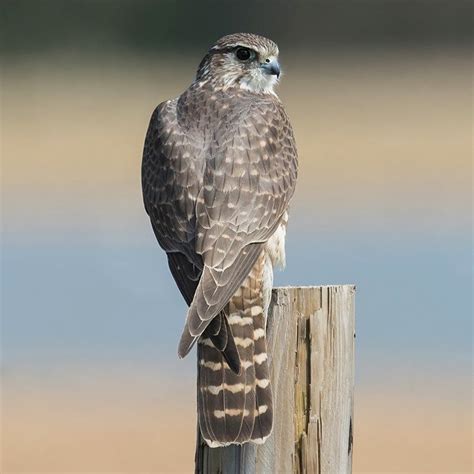 Merlin by Derek Bilton - BirdGuides | Merlin bird, Pet birds, Backyard ...