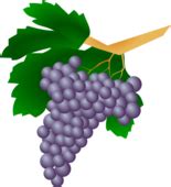 More grapes clip art download – Clipartix