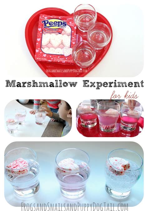 Marshmallow Experiment for Kids - FSPDT