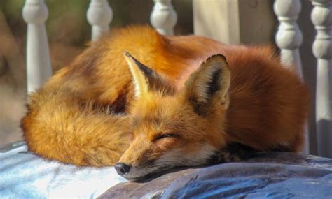 Can You Have A Pet Fox - All Things Foxes - Legality