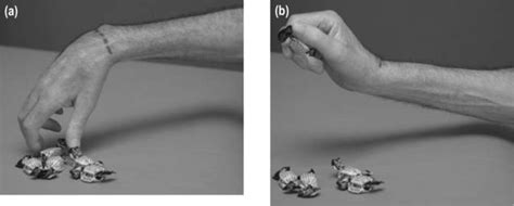 Hand function of people with tetraplegia | Musculoskeletal Key