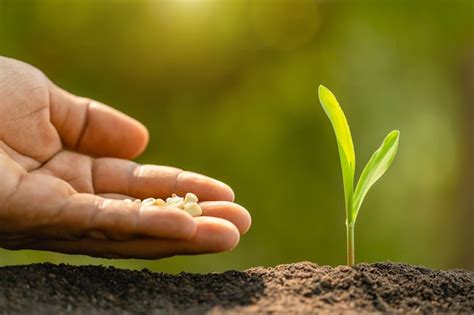 Premium Photo | Farmer's hand planting seeds of corn tree in soil. agriculture, growing or ...