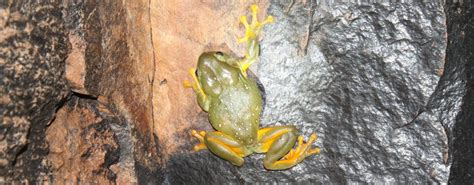 Cane Toad Impact - ABC TV Media Coverage