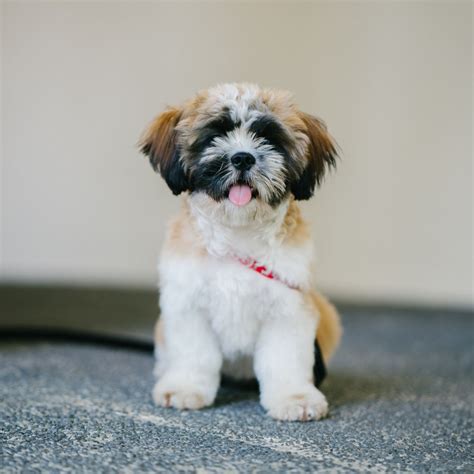 White, Brown, and Black Shih Tzu Puppy – GoldPoster Free Stock Photos