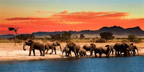 Packages to Choose from for African Safari - E Traveler Budget