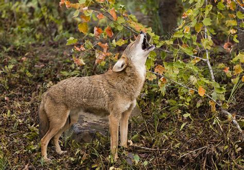 Coyote Howling - Stock Image - C037/3717 - Science Photo Library