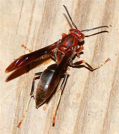 Paper Wasp - Polistes metricus - BugGuide.Net