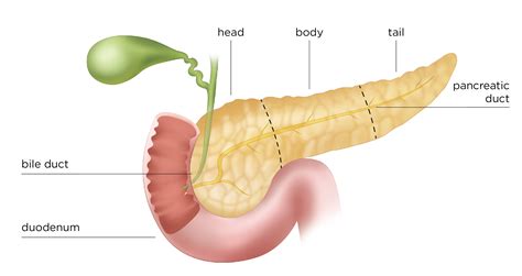 Pancreas Gland Function