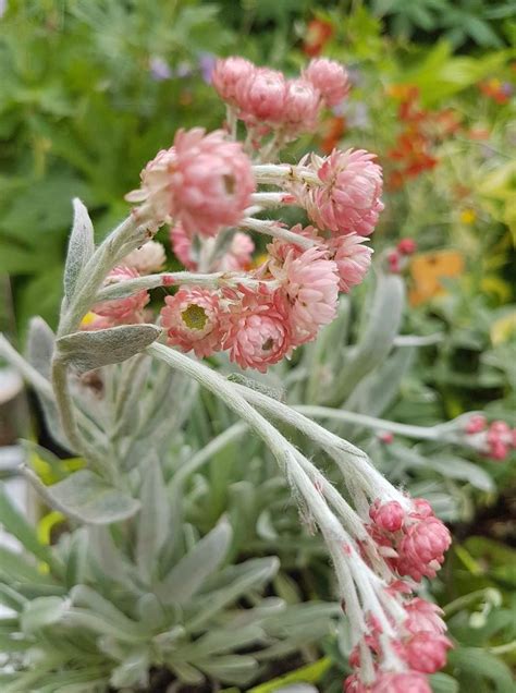 Helichrysum amorginum 'Ruby Cluster', | Plants, Helichrysum, Succulents