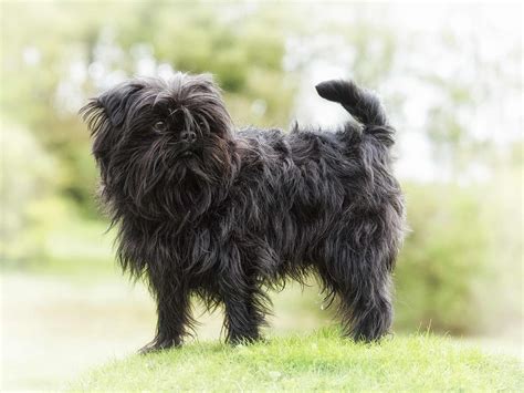 Affenpinscher Hypoallergenic Dog Facts - Dog Dwell