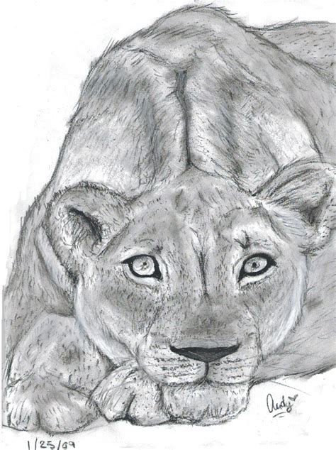 Lioness Drawing