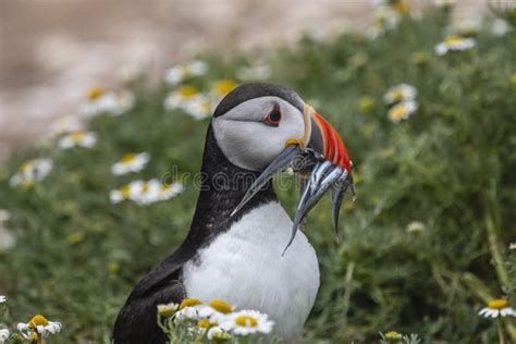 A Closeup Portrait of a Puffin with Fish in Beak Stock Photo - Image of natural, bokeh: 177799614