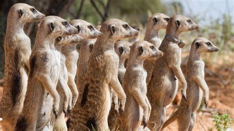 Fate of Meerkats Tied to Seasonal Climate Effects | | UZH