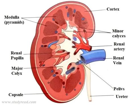 A Guide to the Structure of kidney, Nephron and Functions with Pictures