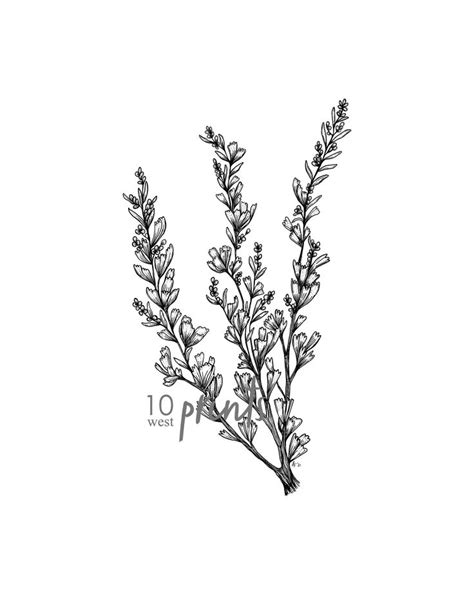 Sagebrush Ink Sketch Print / Printable / Art / Digital - Etsy Canada ...