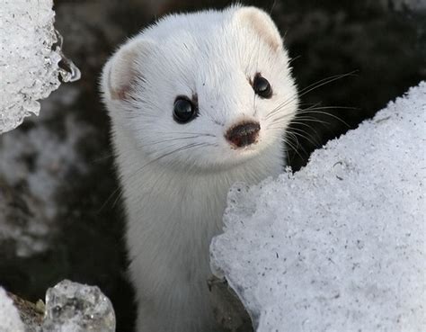 White Weasels Are So Cute. : aww