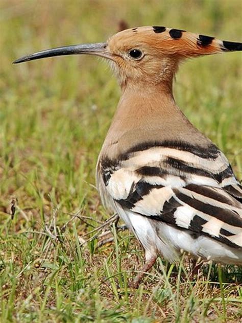 Share 133+ hoopoe decor latest - noithatsi.vn