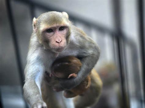 Human-monkey chimeras created in China in quest to grow transplantable human organs - Genetic ...