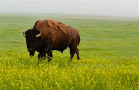 The Buffa-Low-Down: the ecological past, present, and future of the American Bison