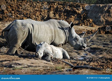 African White Rhino Mother and Baby Stock Image - Image of feed, africa ...