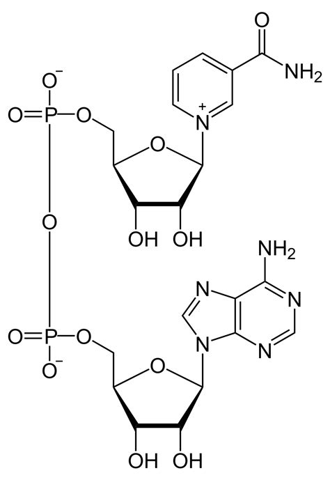 Nicotinamide adenine dinucleotide - Wikipedia