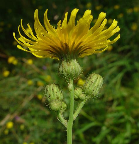 Sonchus - Alchetron, The Free Social Encyclopedia