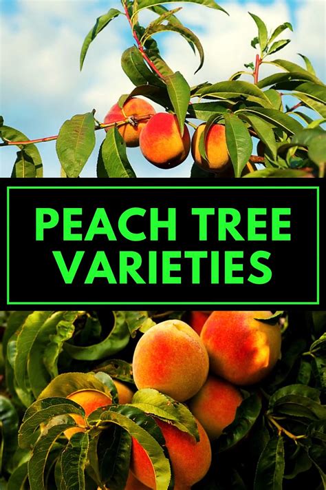 Best 17 peach tree care grow prune and harvesting guide – Artofit