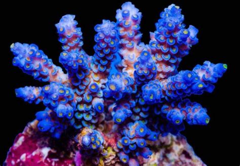 Great Corals for Your Saltwater Fish Tank · Aquatic Dreams, Clearfield