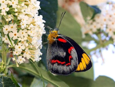 Butterflies of Australia - Delias nigrina-Black Jezebel | Butterfly ...