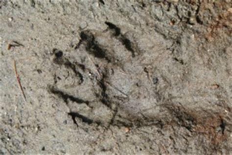 Beaver Tracks & Sign | MyNature Apps