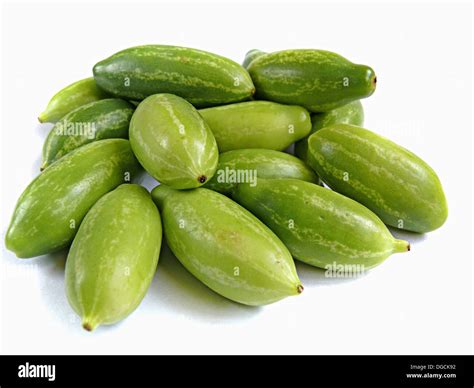 Coccinia grandis Ivy gourd (Cucurbitaceae) Indian Ivy Gourd is a Stock Photo: 61744174 - Alamy