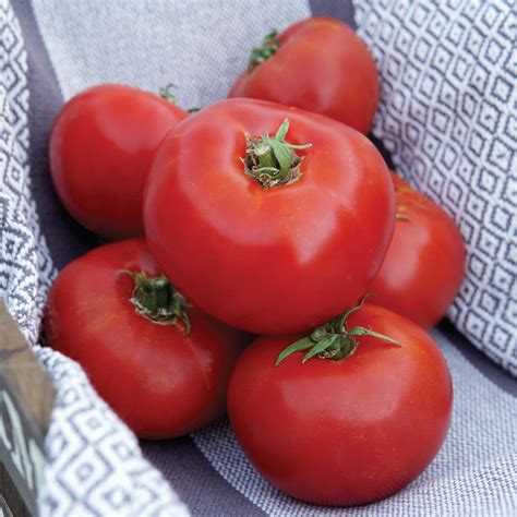 Siletz Tomato Seed | Territorial Seed