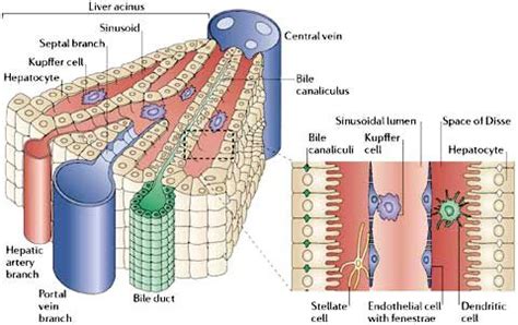 Histology - Liver Lobule | Liver anatomy, Medical anatomy, Anatomy