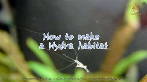 How to build a hydra habitat - YouTube