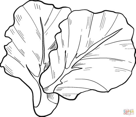 Lettuce coloring page | Free Printable Coloring Pages