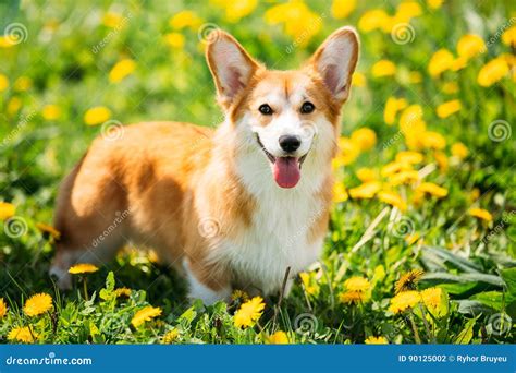 Pembroke Welsh Corgi Dog Puppy-het Spelen in Groen De Zomergras Stock Foto - Image of dier, park ...