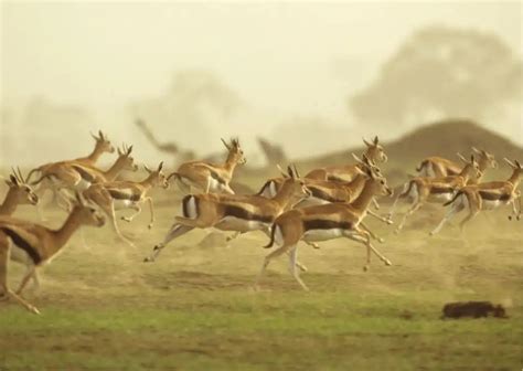 Gazelle Behavior - AnimalBehaviorCorner