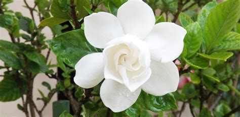 The Cape Jasmine Plant Or Gardenia Jasminoides How To Care