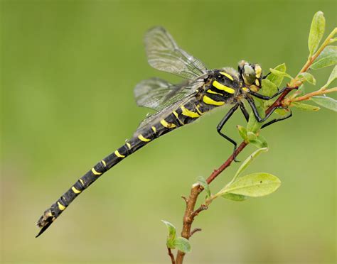 Golden-ringed Dragonfly - British Dragonfly Society