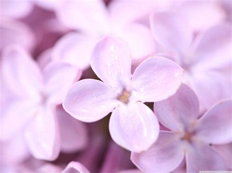 Lilac Flower - Colors Photo (34692217) - Fanpop