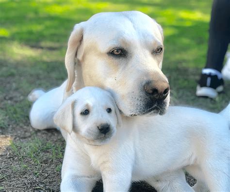 White Labrador Puppies for Sale - My Lab Puppies