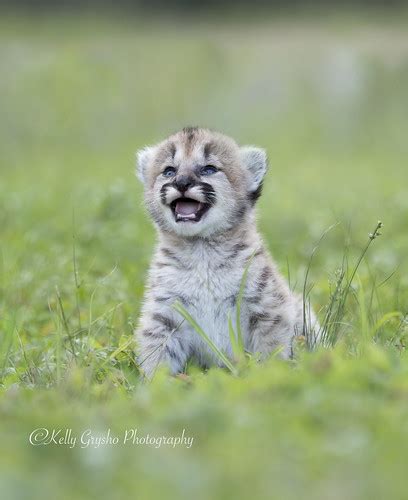 Mountain Lion Cub roar | Kelly Grysho | Flickr