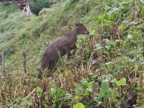 Nature Magnified: Himalayan Goral (Naemorhedus goral)