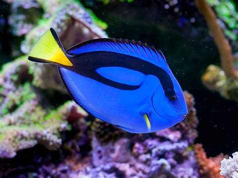 How Much Is A Blue Tang Fish - hzwsdxgfs2