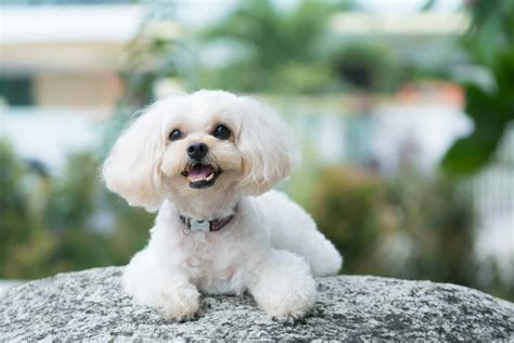 Shih Poo: A Puppy You'll Forever Love - Petland Florida