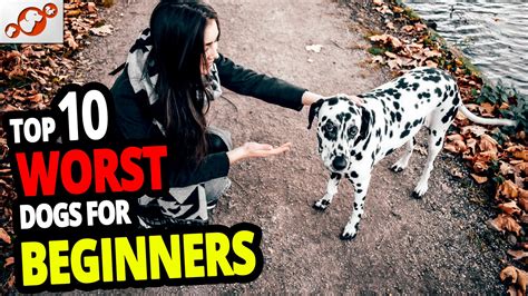 🐕 Worst Dogs For Beginners - Top 10 Worst Dog Breeds For First-Time Owners! https://youtube.com ...