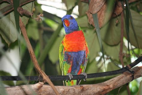 Free Images : Alexandrine, parrot, zoo, bird, cockatiel, beak, fauna, cockatoo, common pet ...