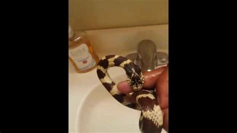 Will A King Snake Bite You? - LifeHelpful