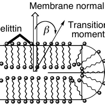 [PDF] The Synergistic Action of Melittin and Phospholipase A2 with ...