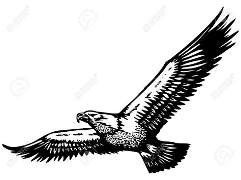 Vector - flying eagle | Eagle tattoo, Flying tattoo, Eagle drawing